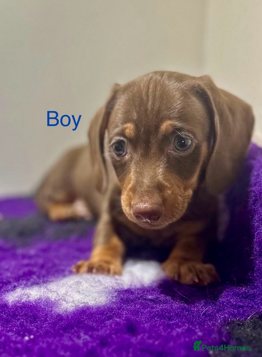 Miniature Dachshund dogs for sale: ⭐️🦋⭐️MINI MINIATURE DACHSHUNDS READY NOW ⭐️🦋⭐️ - Image 3