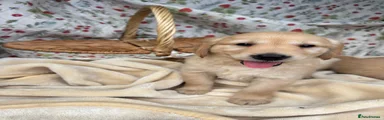 Golden Retriever 9
