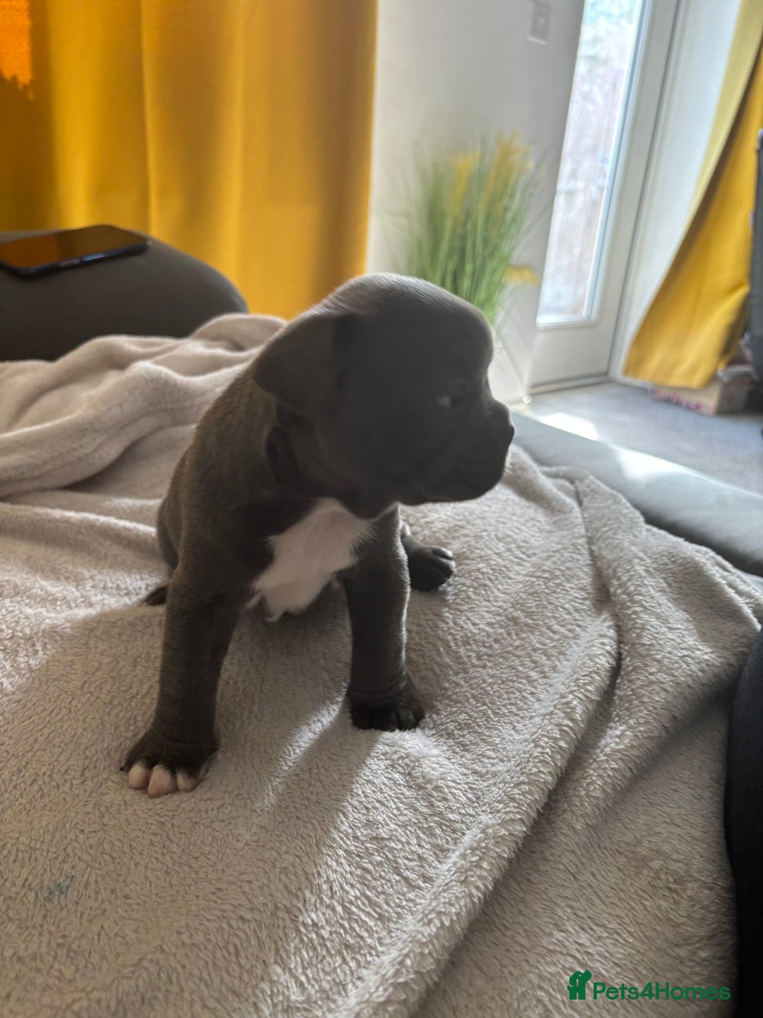 French Bulldog dogs for sale: Adorable French bulldog puppies for sale - Image 5