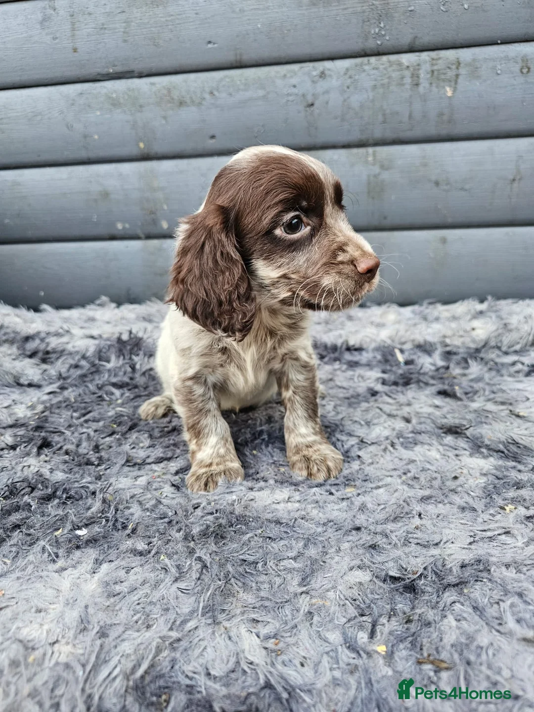 Cocker Spaniel dogs for sale: Cocker spaniels puppys  - Advert 7