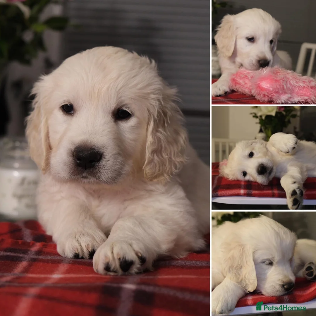 Golden Retriever dogs for sale: Beautiful Golden retriever pups - Advert 10