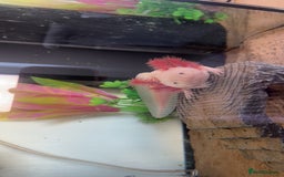 Axolotl reptiles for sale: Axolotl  - Image 4