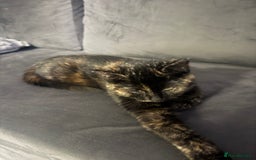 British Shorthair cats for sale: Stunning tortoiseshell kitten  - Advert 5