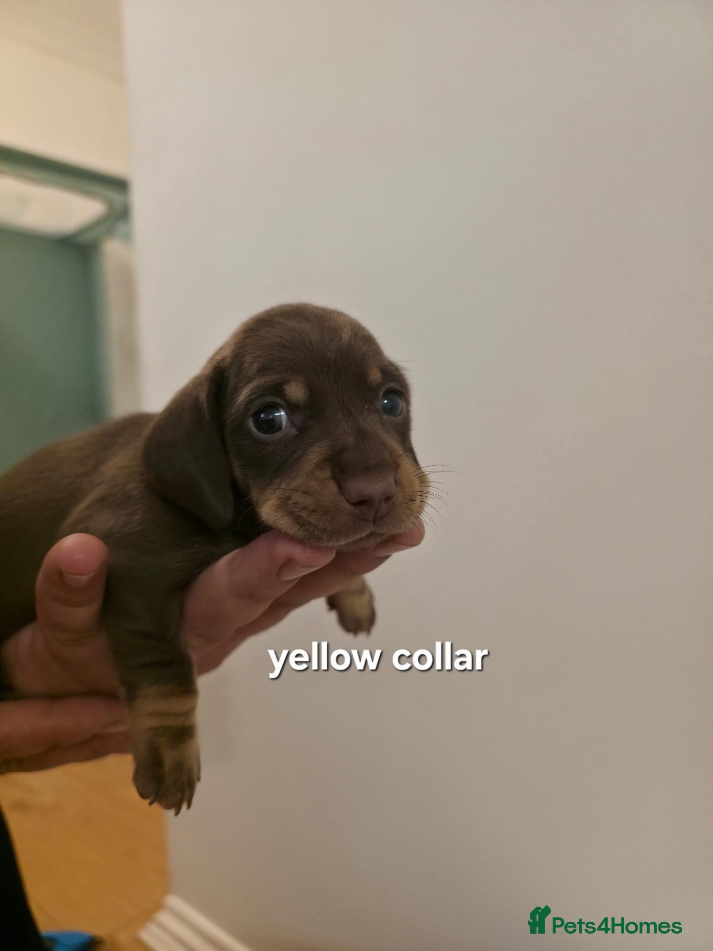 Miniature Dachshund dogs PEDIGREE KC REGISTERED MINIATURE DACHSHUNDS 🐶 ❤️ - Advert 18