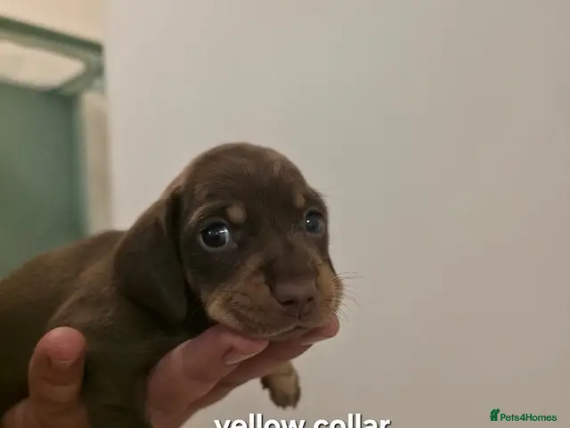 Miniature Dachshund dogs PEDIGREE KC REGISTERED MINIATURE DACHSHUNDS 🐶 ❤️ - Advert 18