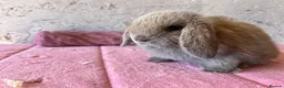 Mini Lop rabbits for sale: Mini lops - Advert 8
