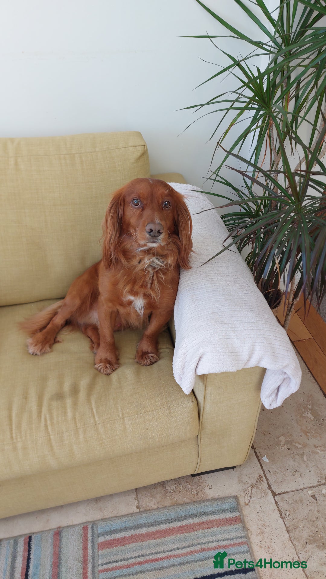 Cocker Spaniel dogs for stud: Kc registered, Pedigree stud. in Gloucester - Advert 28