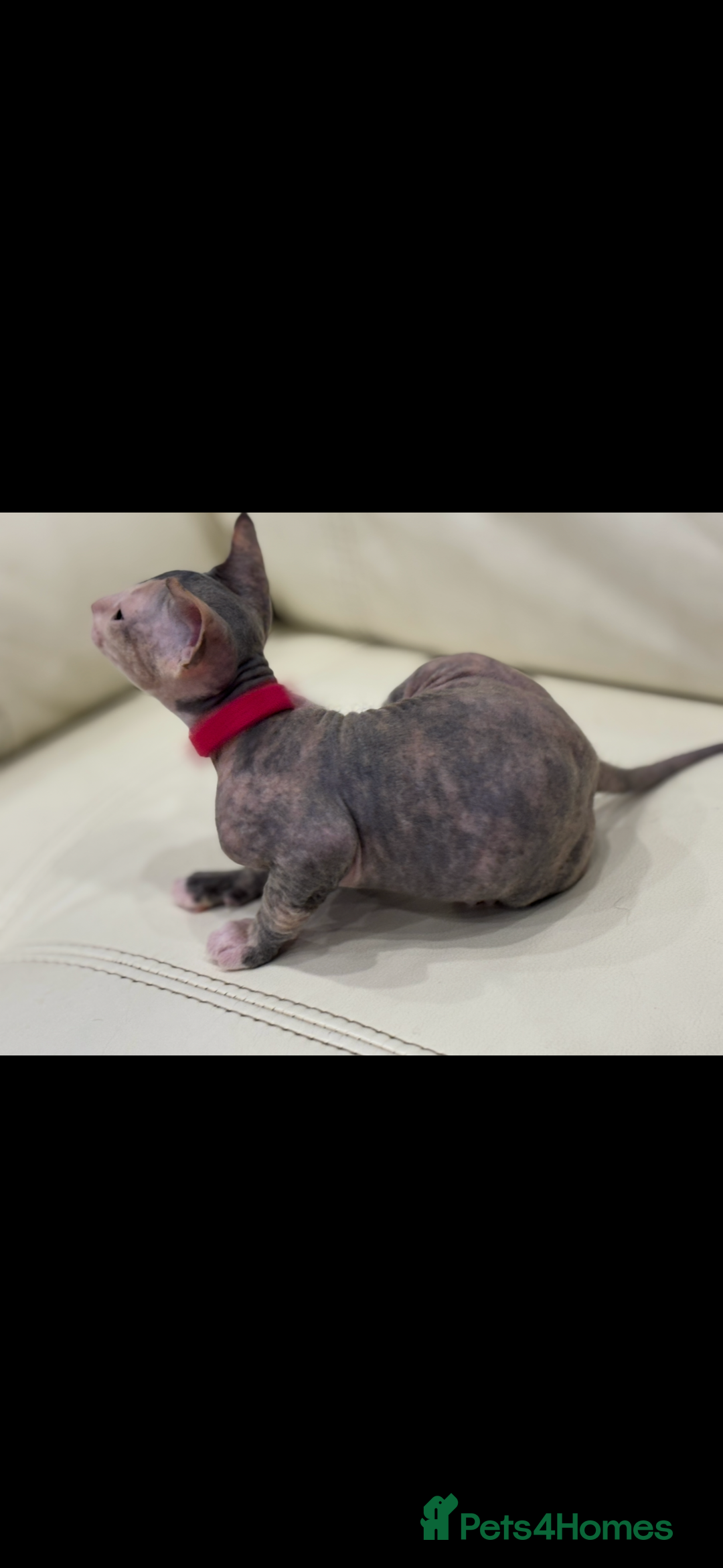 Sphynx cats for sale: Donskoy - Advert 35