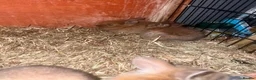 Mixed Breed rabbits for sale: Lop/cross lion head bunnies 2 for £30 - Advert 7