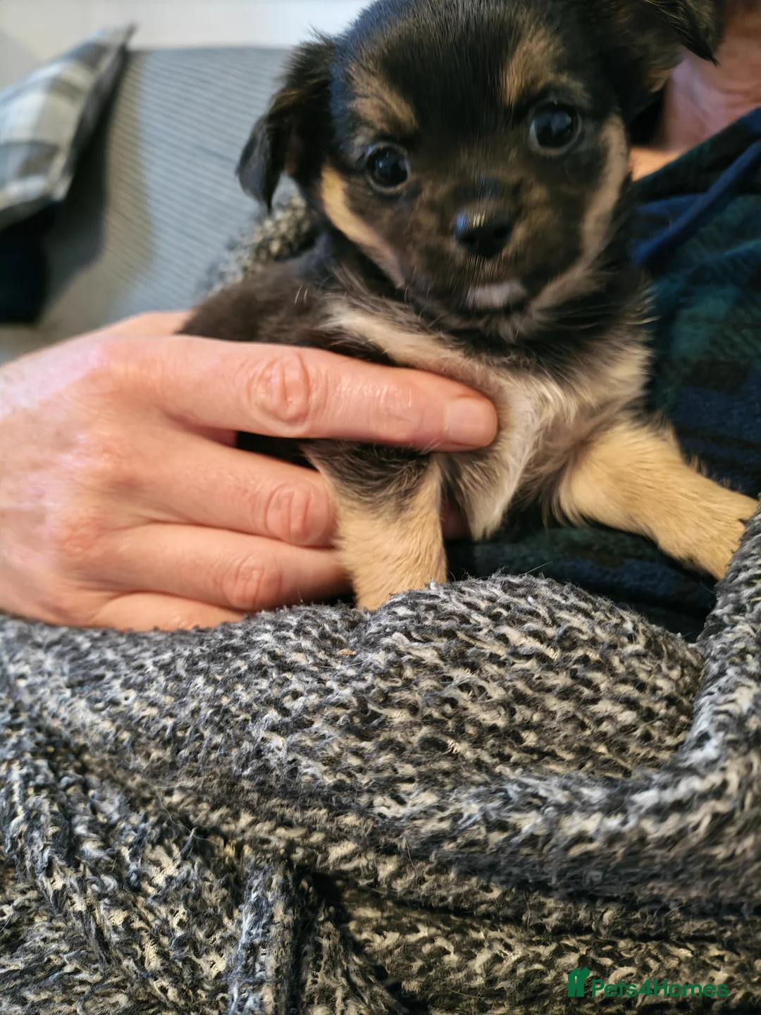 Chihuahua dogs for sale: Ready now Female long haired chihuahua puppy  - Advert 6