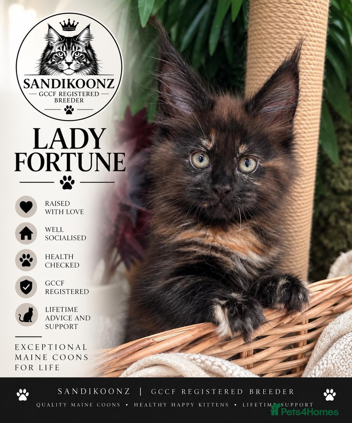 Maine Coon cats TWO GIRLS LEFT! Stunning Maine Coon Kittens - Advert 2