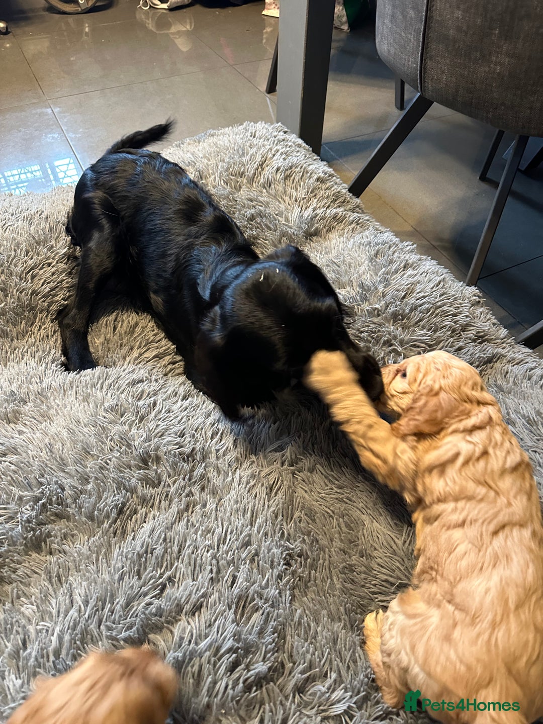 Cockapoo dogs for sale: F1 cockerpoo puppies  - Advert 16