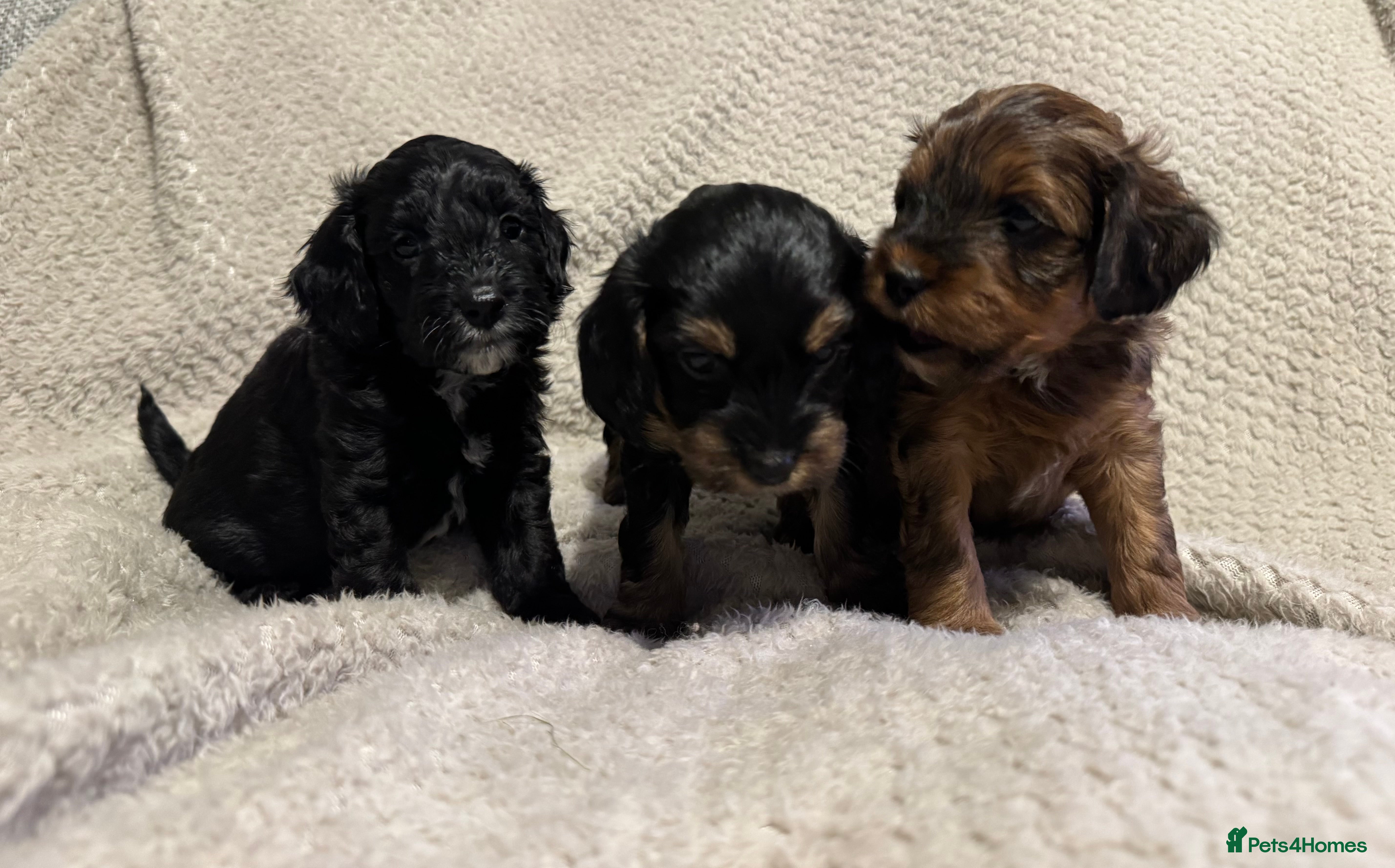 Cavapoo dogs F2 Toy Cavapoo puppies - Advert 18