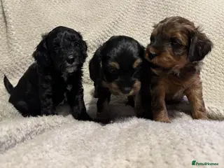 Cavapoo dogs F2 Toy Cavapoo puppies - Advert 18