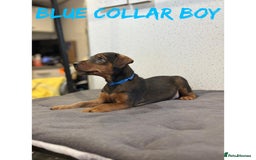 Lakeland Terrier dogs for sale: Lakeland terrier puppies  - Image 6