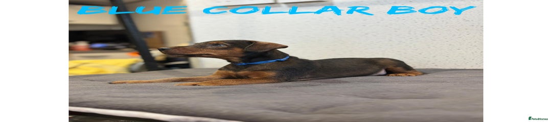 Lakeland Terrier blue collar 