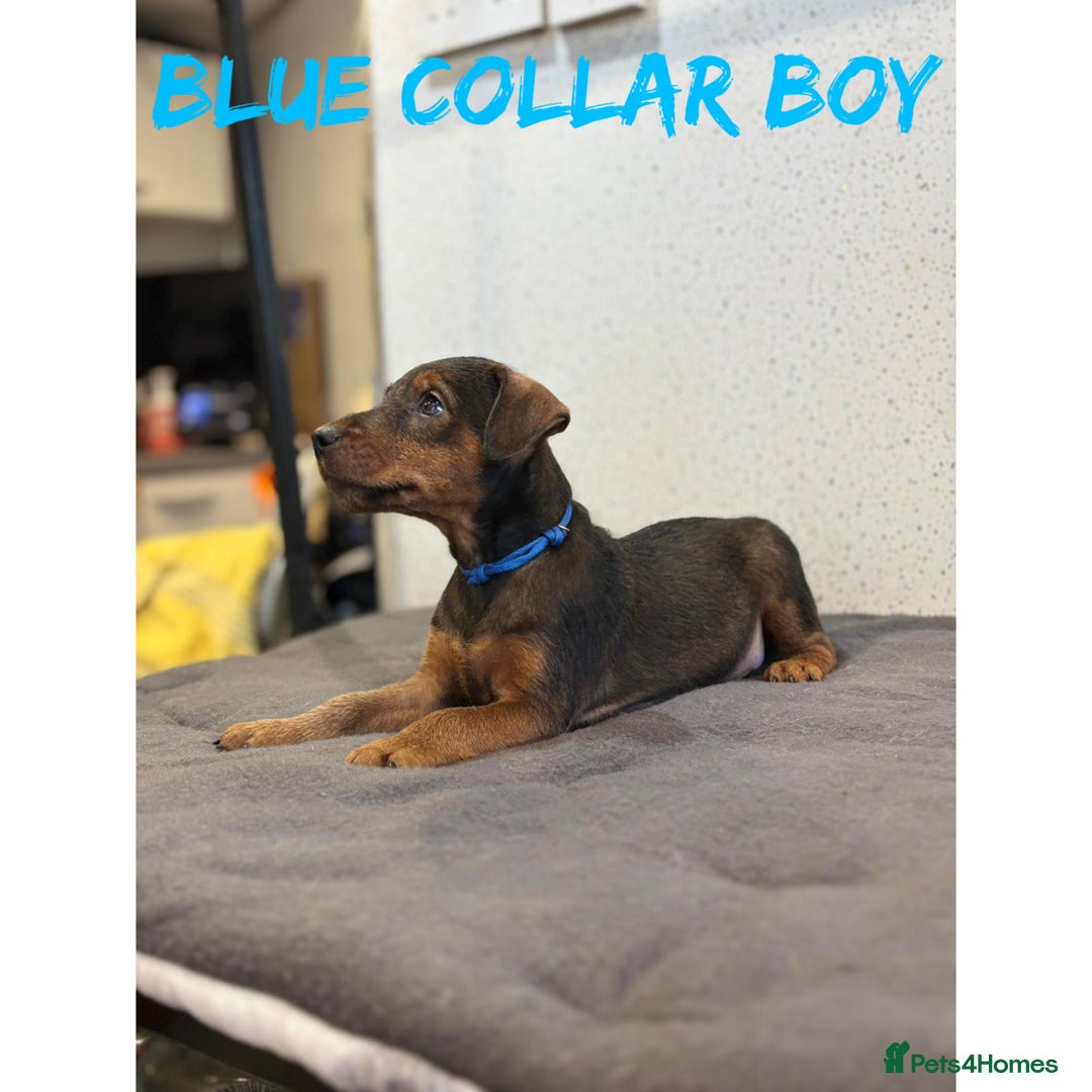 Lakeland Terrier dogs for sale: Lakeland terrier puppies  - Image 6