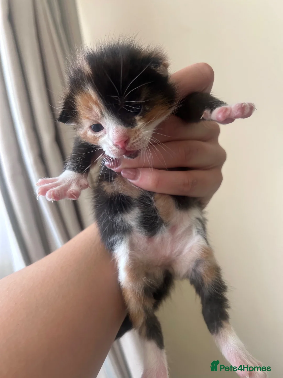 Mixed Breed cats for sale: 1/4 Maine Coon Kittens - read description please! - Advert 7