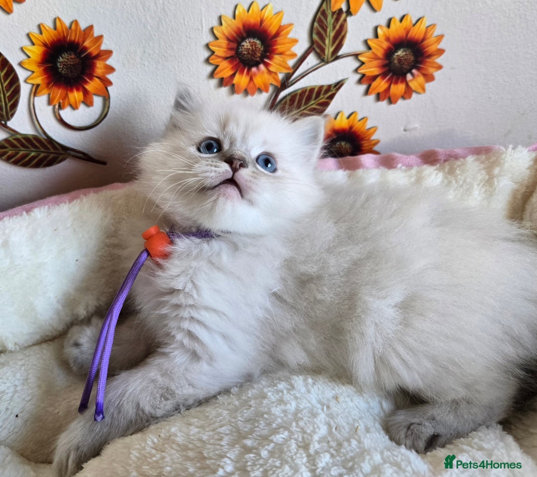 Ragdoll cats for sale: Registered male Ragdoll kittens  - Image 20