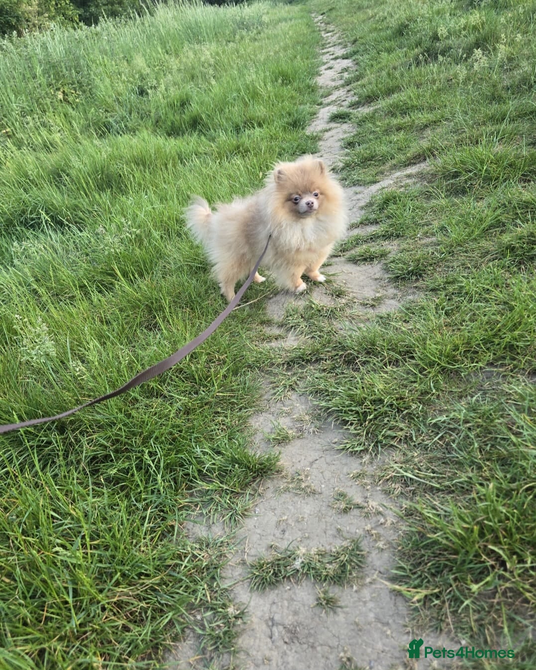 Pomeranian dogs Lilac with tan points female puppy  - Advert 15