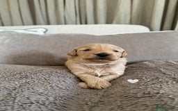 Australian Labradoodle dogs for sale: 🌟 Australian Labradoodle Puppies 🌟 - Image 2