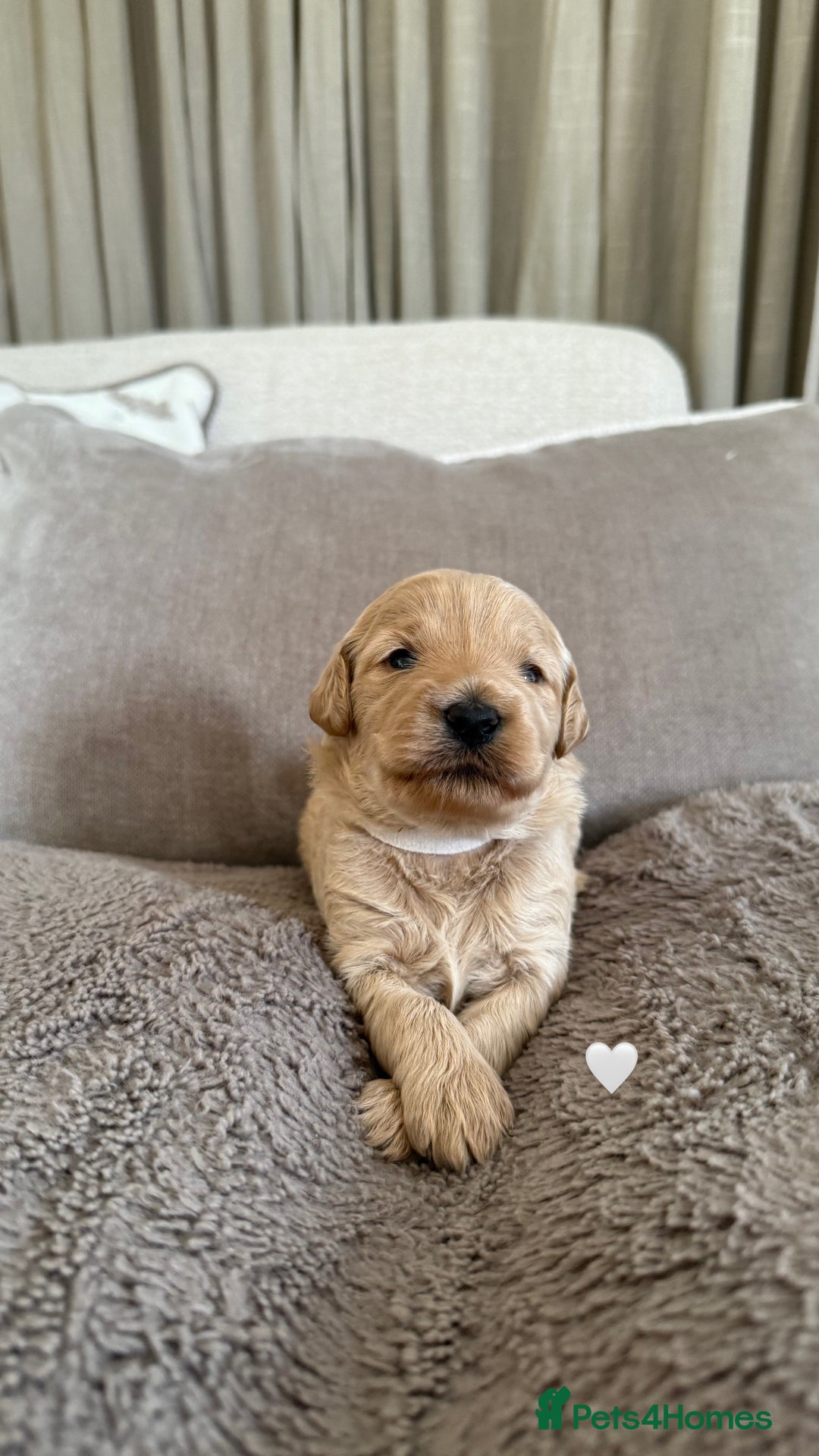 Australian Labradoodle dogs for sale: 🌟 Australian Labradoodle Puppies 🌟 - Image 2