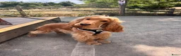 Cocker Spaniel dogs for stud: Stud Male Show Cocker Spaniel - Advert 3