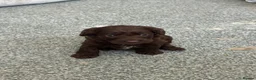 Mixed Breed dogs for sale: cockerpoo  - Advert 11