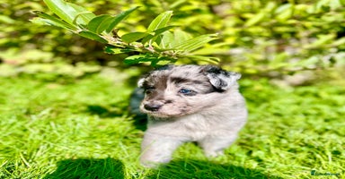 Mixed Breed dogs - Advert 7