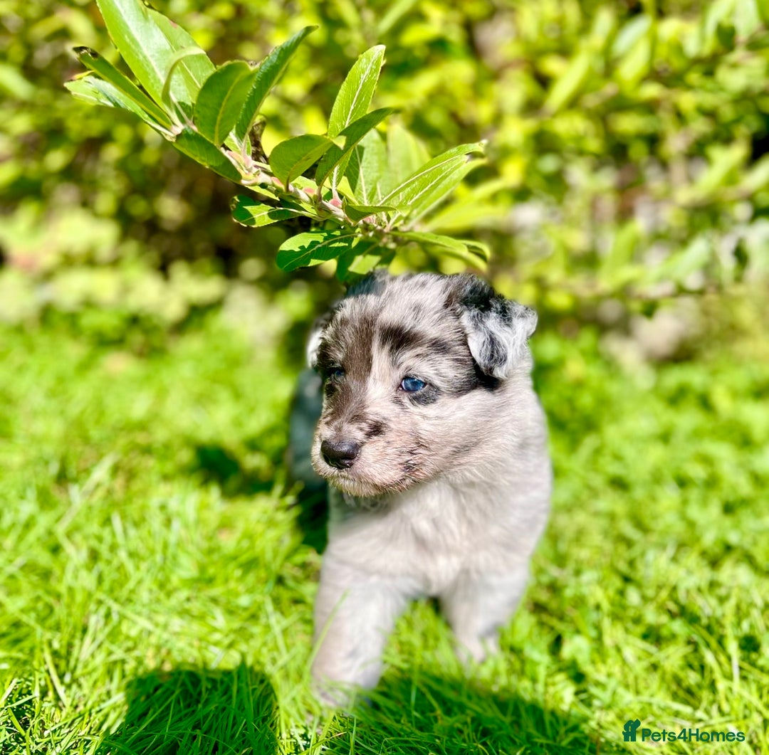 Mixed Breed dogs for sale: Beautiful long haired GSD cross collie pups  - Image 3