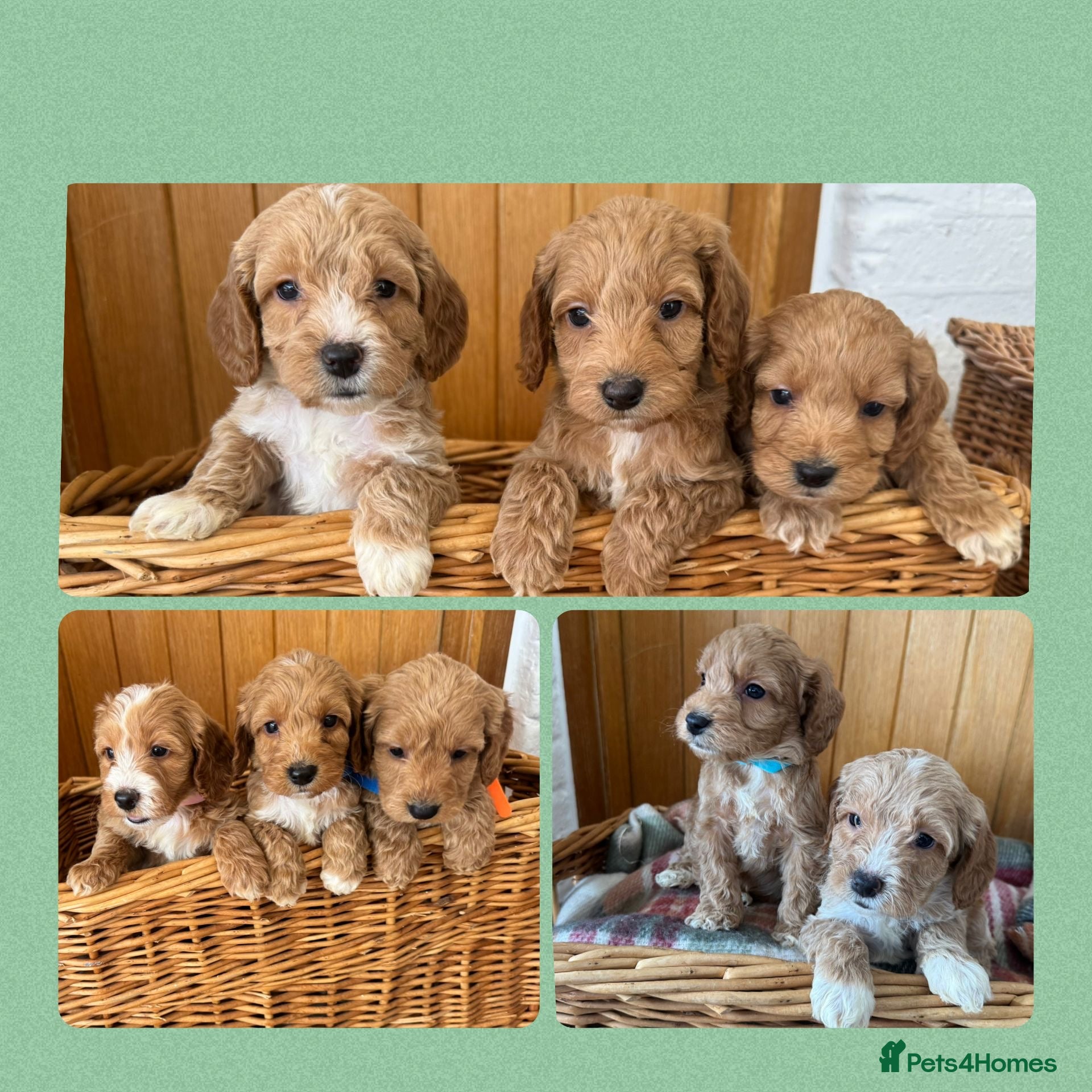 Cockapoo dogs F1 Cockapoos Puppies - Advert 2