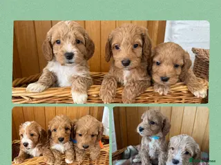 Cockapoo dogs F1 Cockapoos Puppies - Advert 2