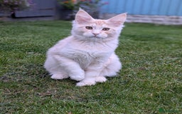 Maine Coon cats for sale: Maine coons 1 Boy left ready now - Image 2