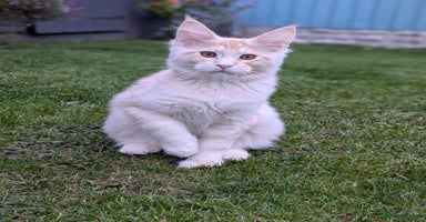 Maine Coon cats - Advert 11