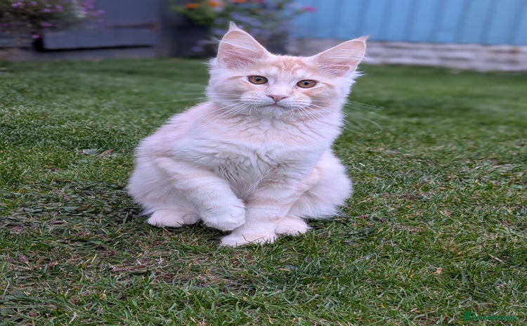 Maine Coon cats - Advert 14