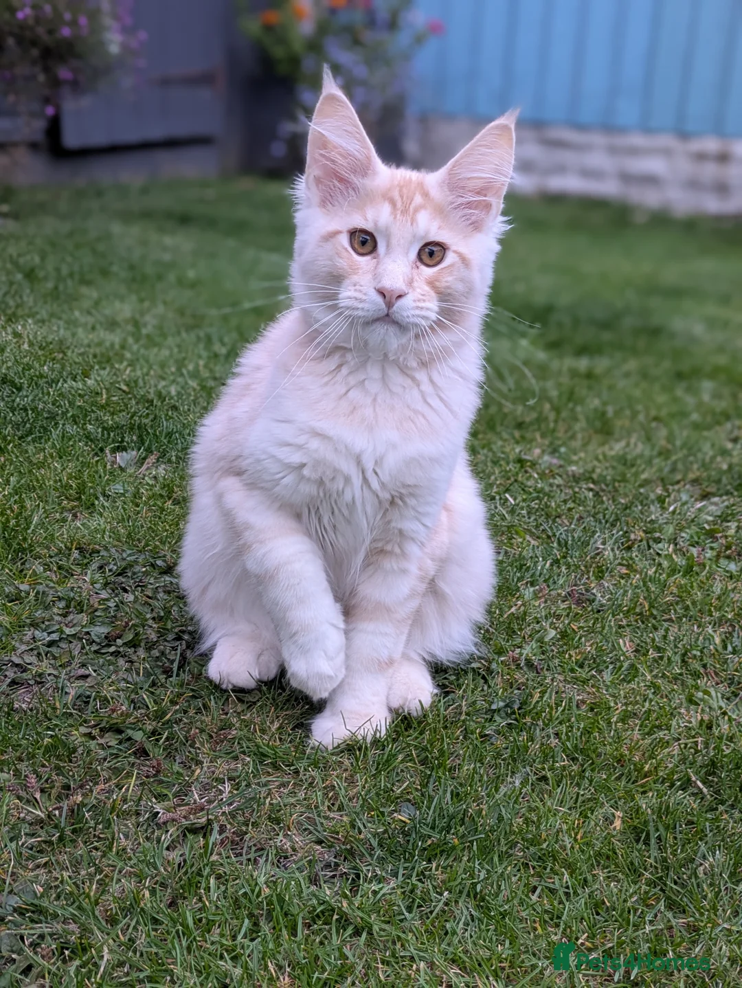 Maine Coon cats for sale: Beautiful female smoked tortie - Advert 19