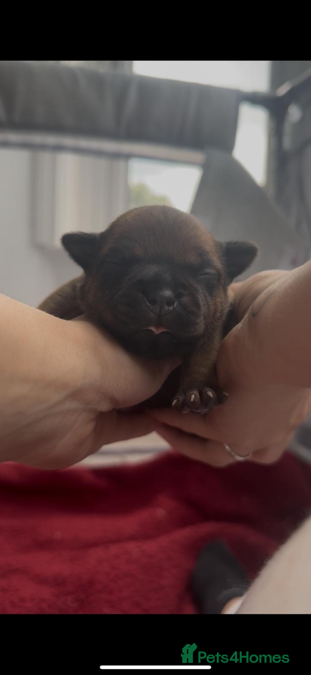 Staffordshire Bull Terrier dogs for sale: Red KC Reg Staffordshire Bull Terrier✨ - Image 4