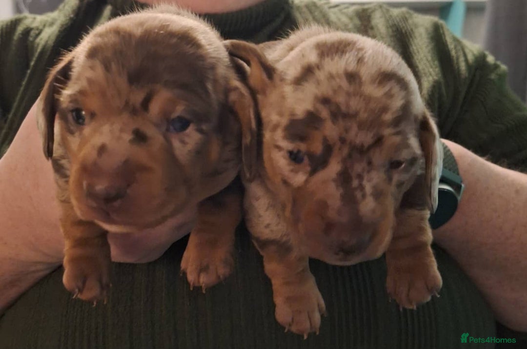 Miniature Dachshund dogs for sale: Two Beautiful Boys - Advert 16