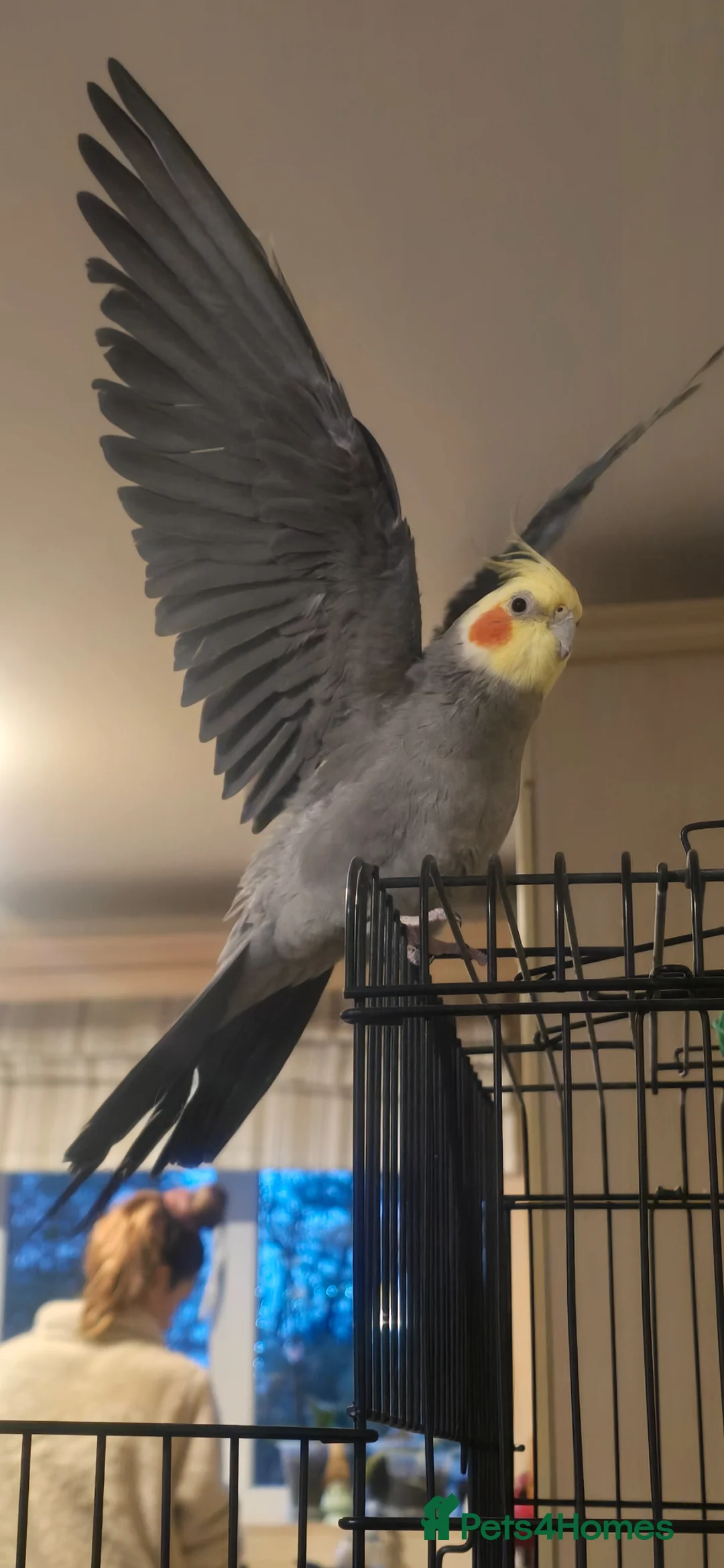 Cockatiels birds for sale: Cockatiel for sell in Southport - Advert 3