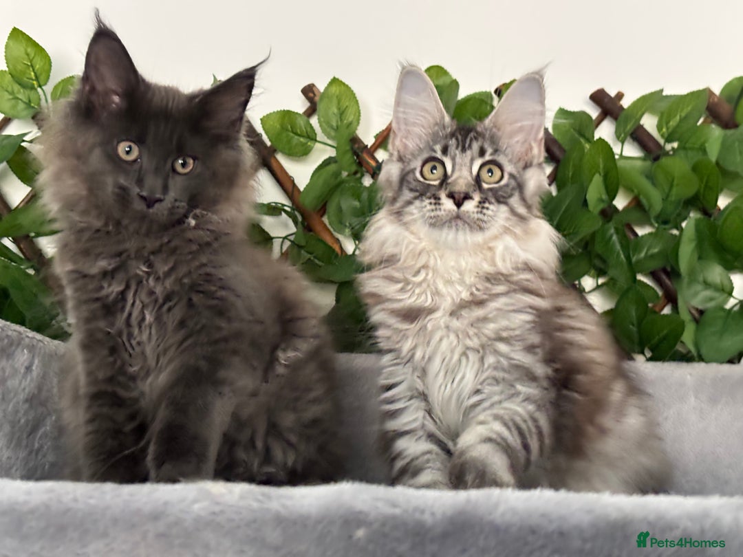 Maine Coon cats for sale: TICA 5 GEN PEDIGREE DNA TESTED  - Image 6