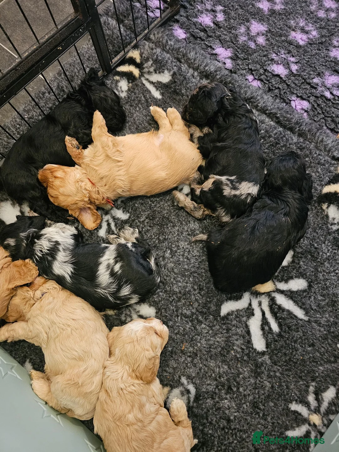 Cavapoo dogs for sale: Health tested F1 Cavapoo puppies - Advert 2