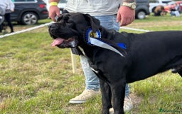 Cane Corso dogs for stud: Thor health tested proven Cane Corso for stud !!! in Cleethorpes - Image 1