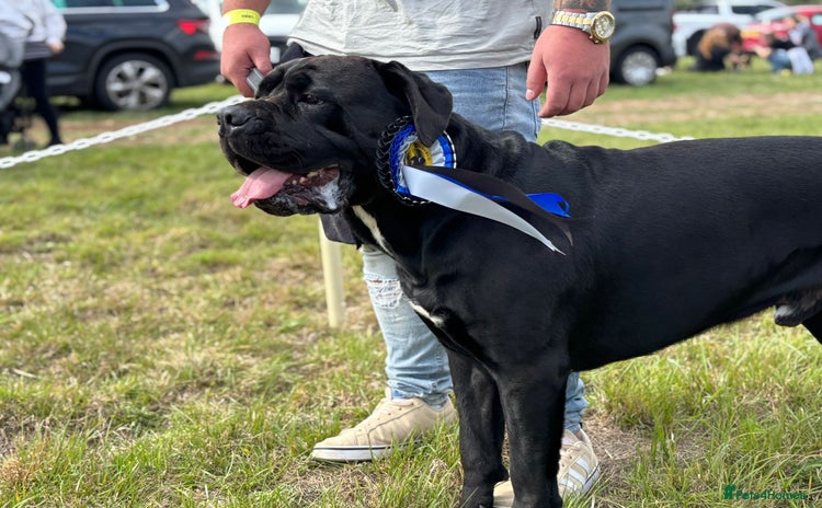 Cane Corso dogs in Cleethorpes - Advert 7