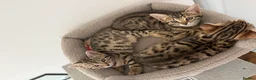 Bengal cats for sale: 🐾 Three Half-Bengal Kittens  - Advert 7