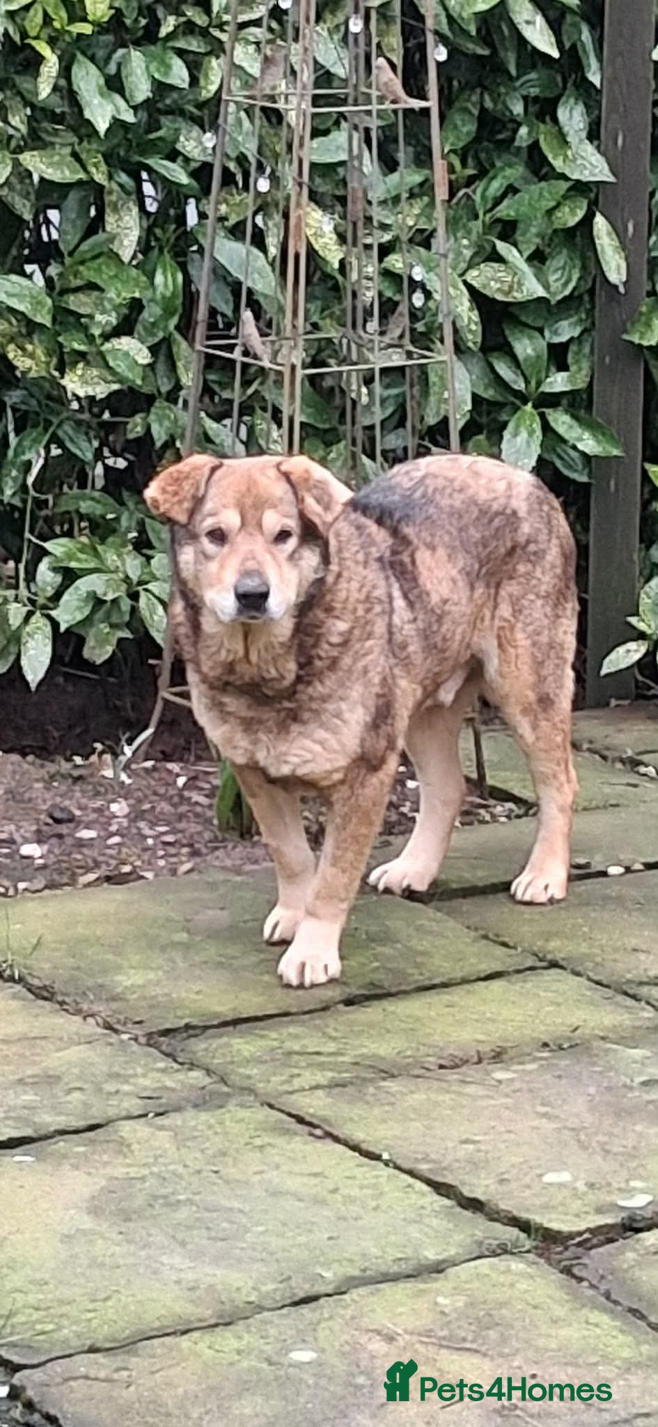 Mixed Breed dogs QUINN - A VERY DISTINGUISHED GENTLEMAN - Advert 1