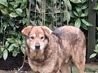 Mixed Breed dogs QUINN - A VERY DISTINGUISHED GENTLEMAN - Advert 1