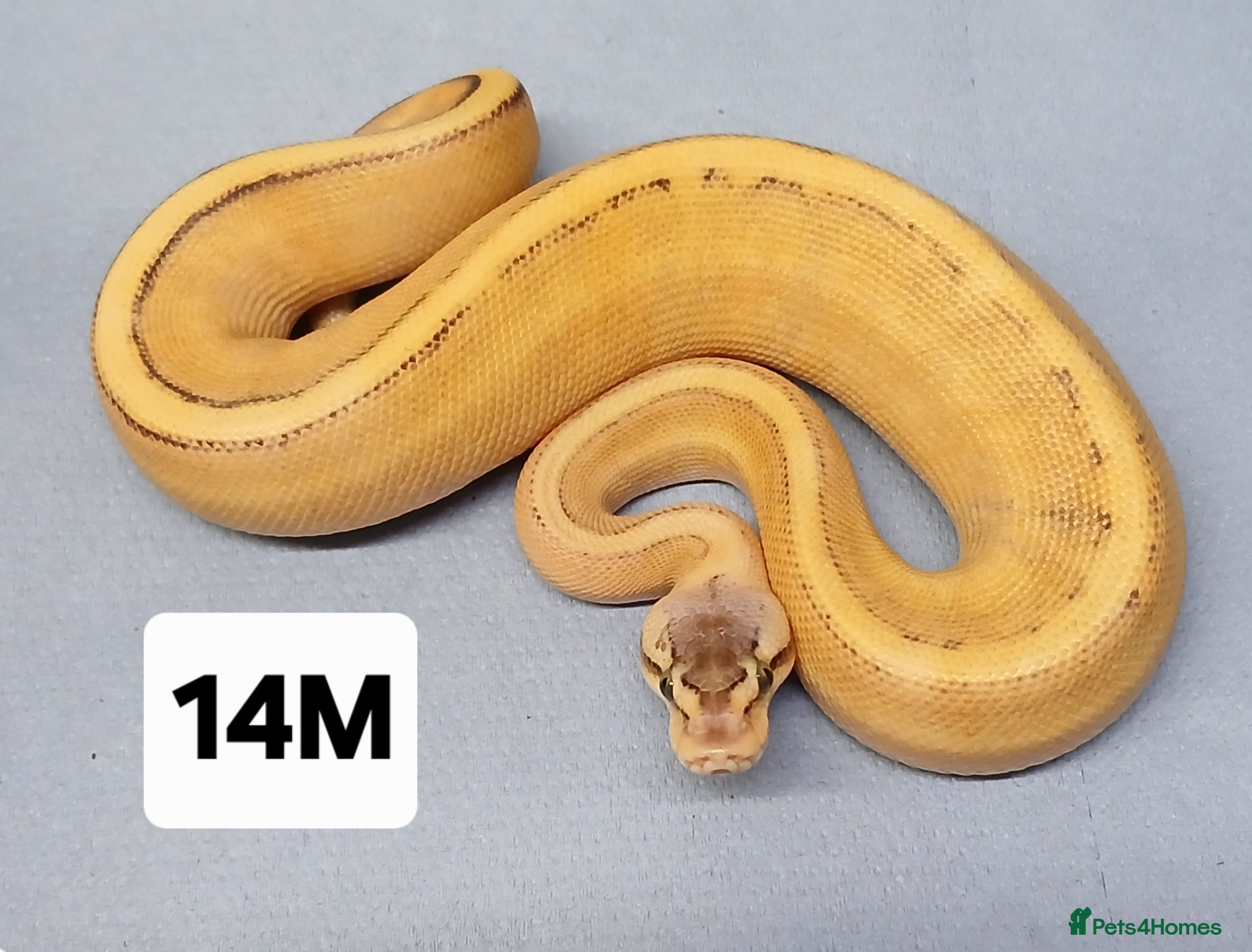 Python Snake reptiles Hatchling Royal Pythons Males  - Advert 8