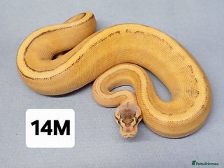 Python Snake reptiles Hatchling Royal Pythons Males - Advert 6
