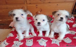 Mixed Breed dogs for sale: Jack Russell x Shih Tzu - Image 1