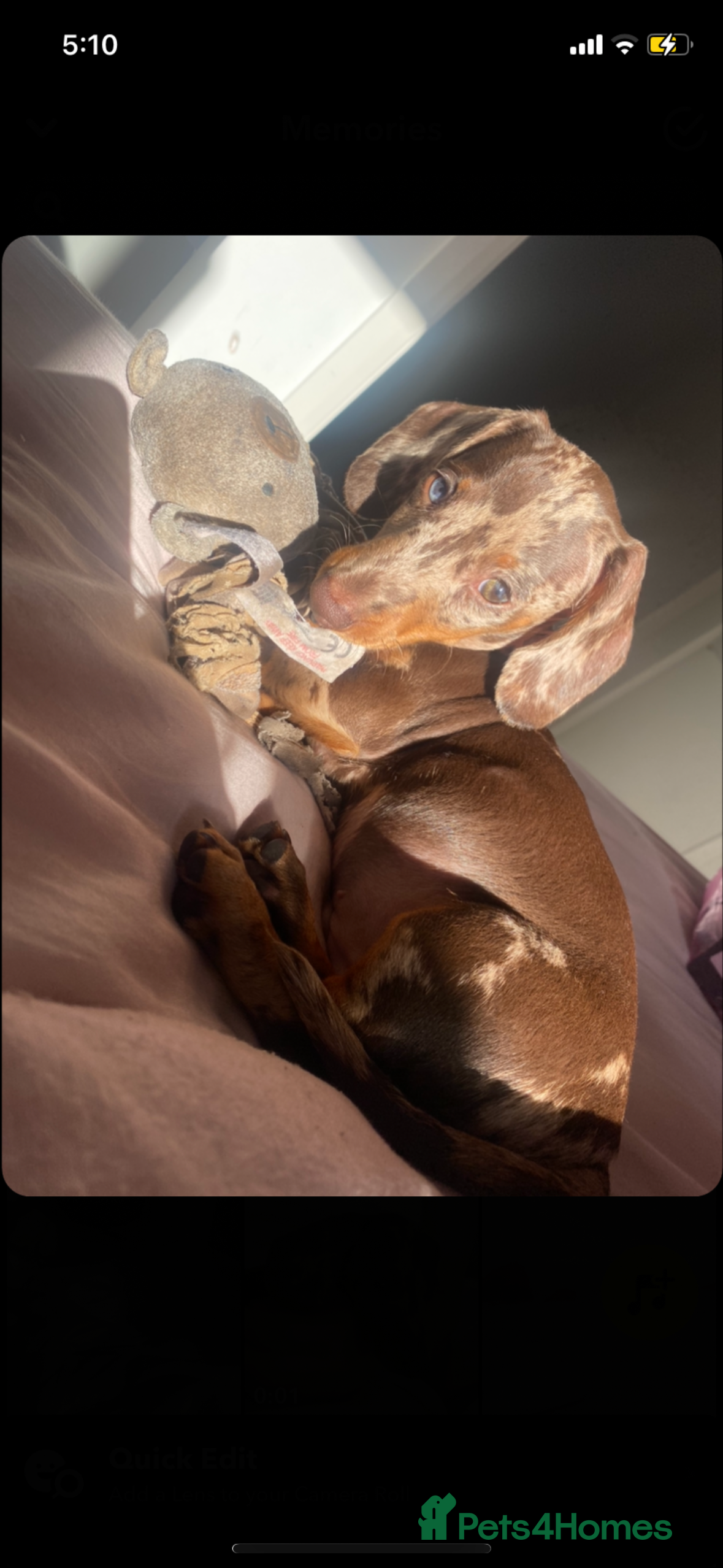 Miniature Dachshund dogs Miniature Dachshund For Sale - Advert 4